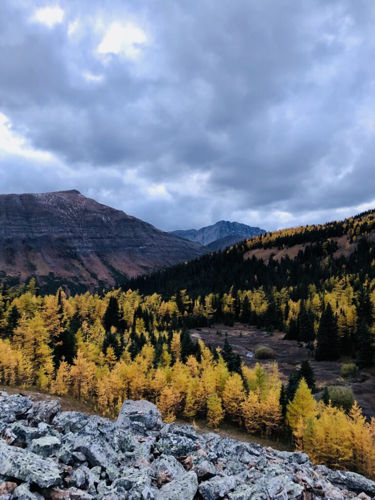 A forest of golden larch trees in a valley with mountains in the background