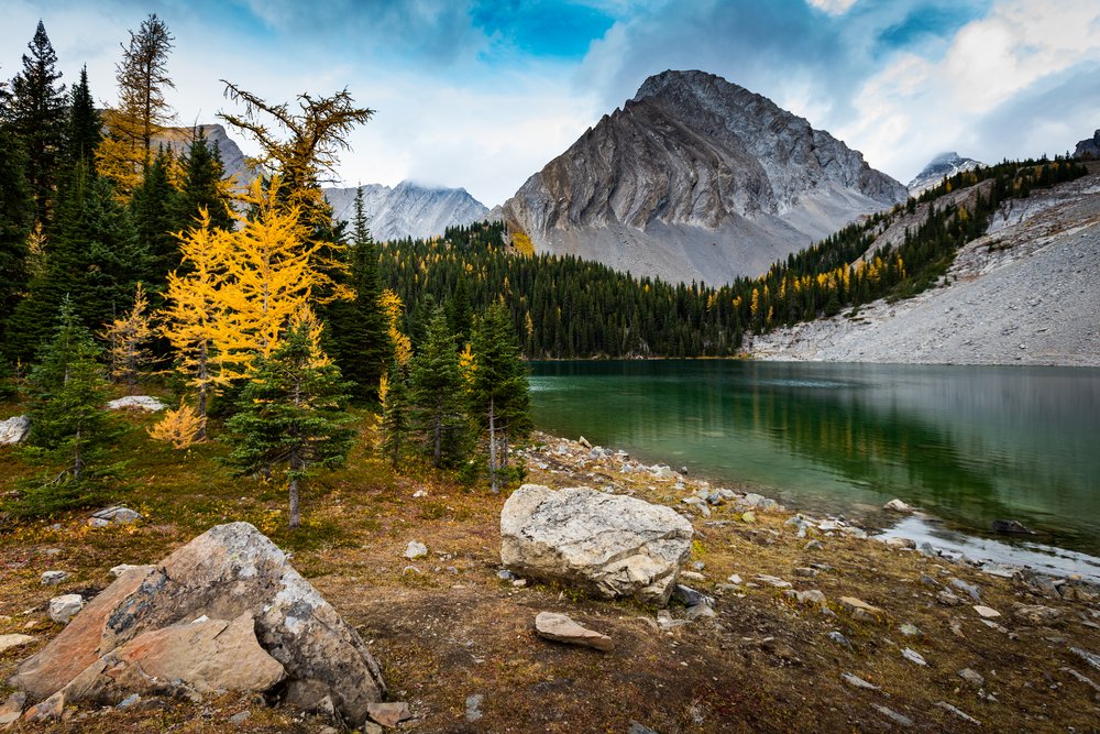 Larch trees on the shore of Chester Lake in Kananaskis Country