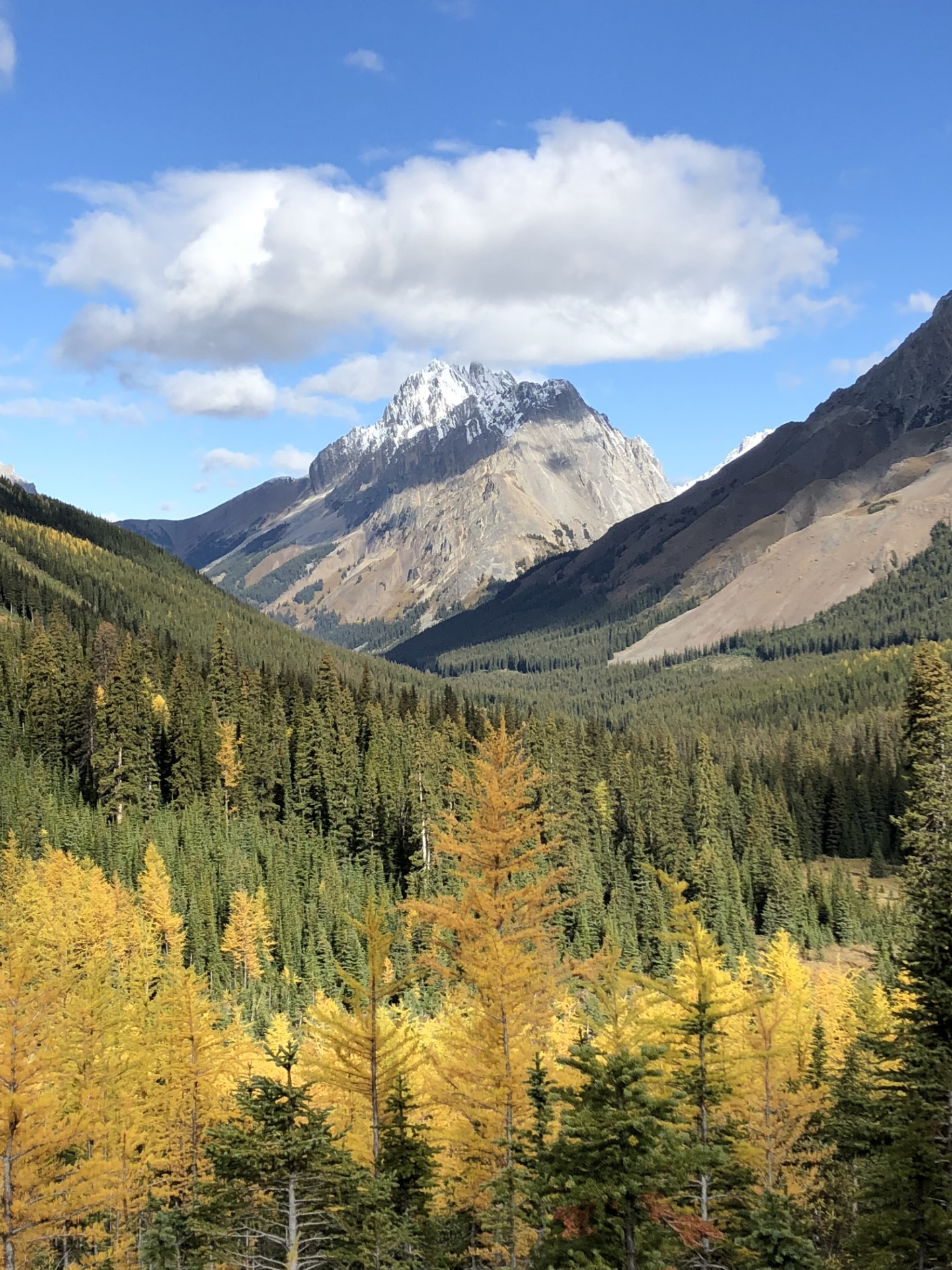 Larch trees of the Canadian Rocky Mountains - located in Kananaskis Country