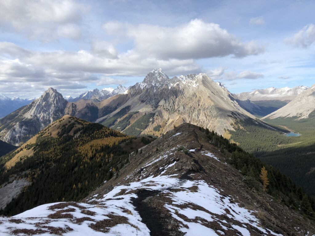 Panoramic view of the golden larch trees in Kananaskis Country