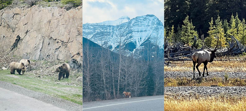 Grizzly Bears,, Fox, Elk.  Animals found in Banff, Alberta