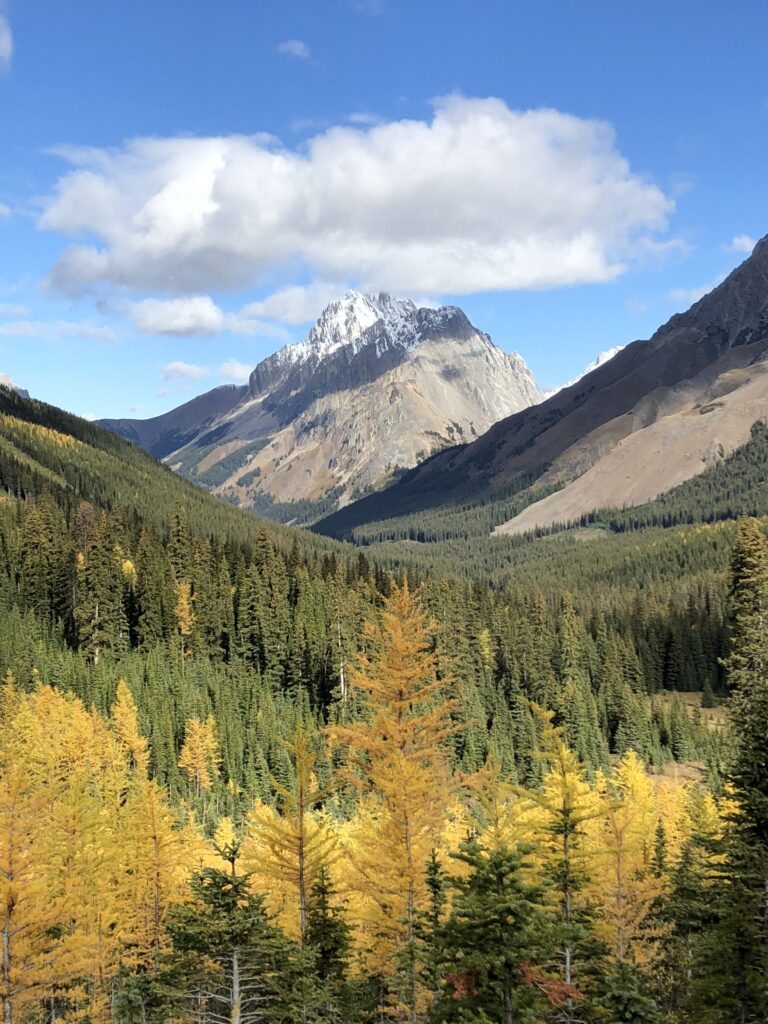 Larch Hike in Kananaskis Country