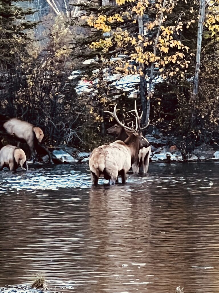Elk in Policeman's Creek in Canmore Alberta just steps from the main office of Canadian Rockies Rafting